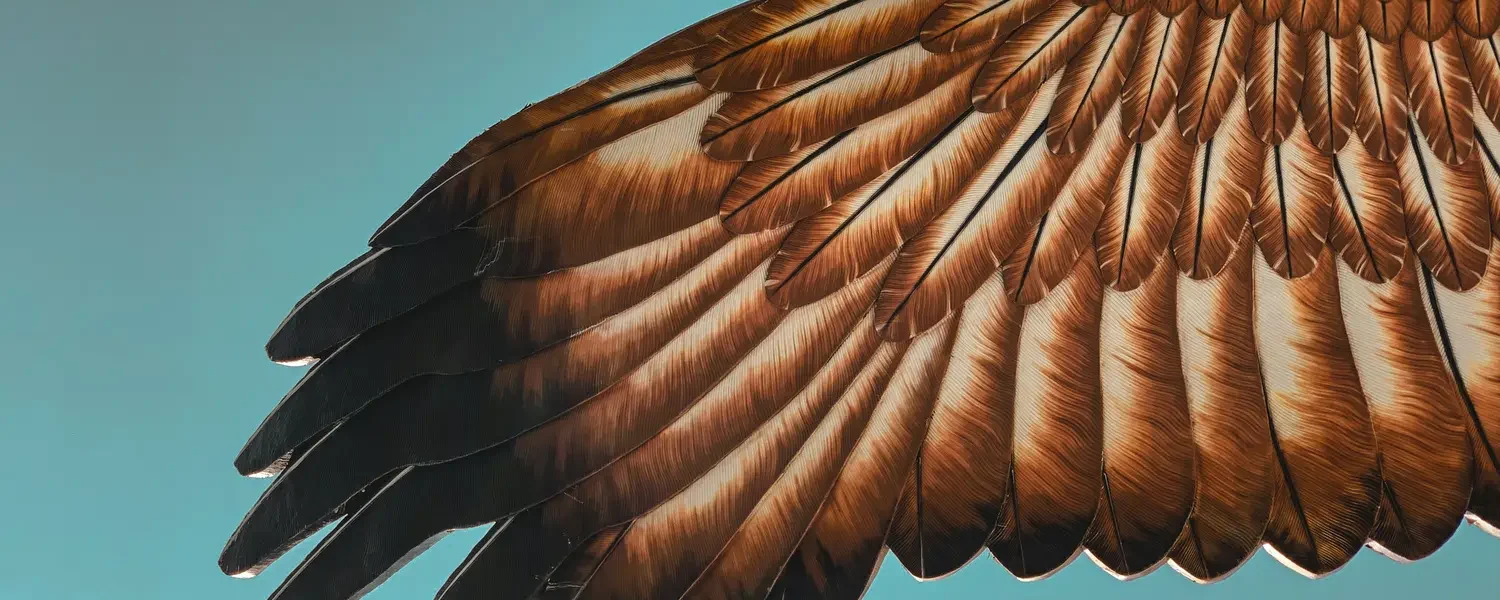 Vogelschwinge Grafik auf Türkis