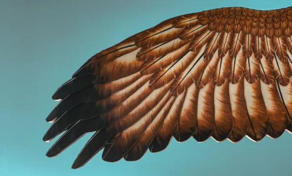 Vogelschwinge Grafik auf Türkis